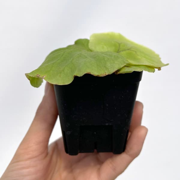 園芸ネット本店｜ビカクシダ（コウモリラン）：リドレイwide frond 2.5