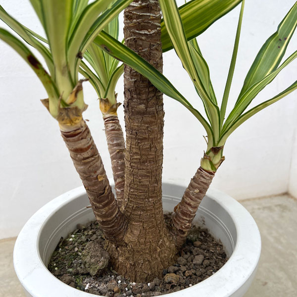 園芸ネット本店｜ユッカ：エレファンティペス 斑入り 8号 の通販【公式】