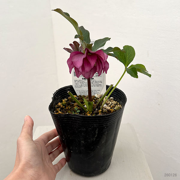 園芸ネット本店｜松村ナーセリーさんのクリスマスローズ：26-18ダブル