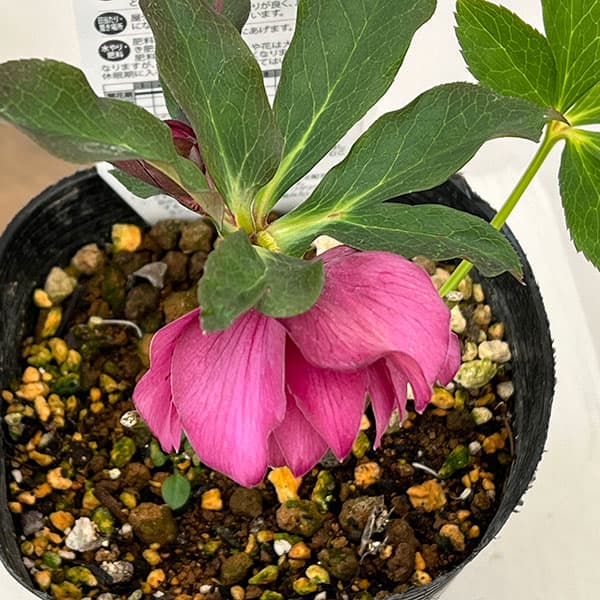 園芸ネット本店｜松村ナーセリーさんのクリスマスローズ：26-18ダブル