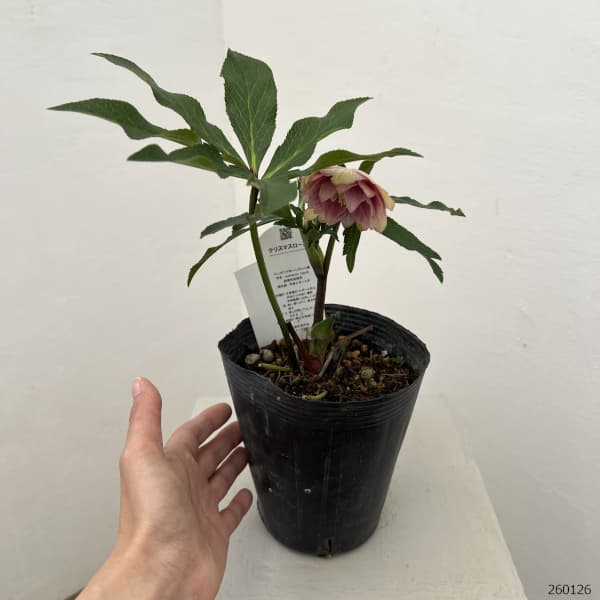 園芸ネット本店｜花郷園さんのクリスマスローズ：26-24ダブル4.5号