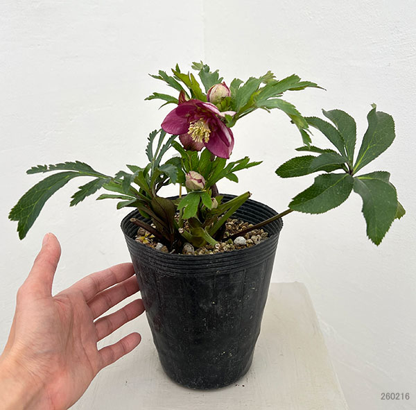 園芸ネット本店｜若泉ファームさんのクリスマスローズ：26-34