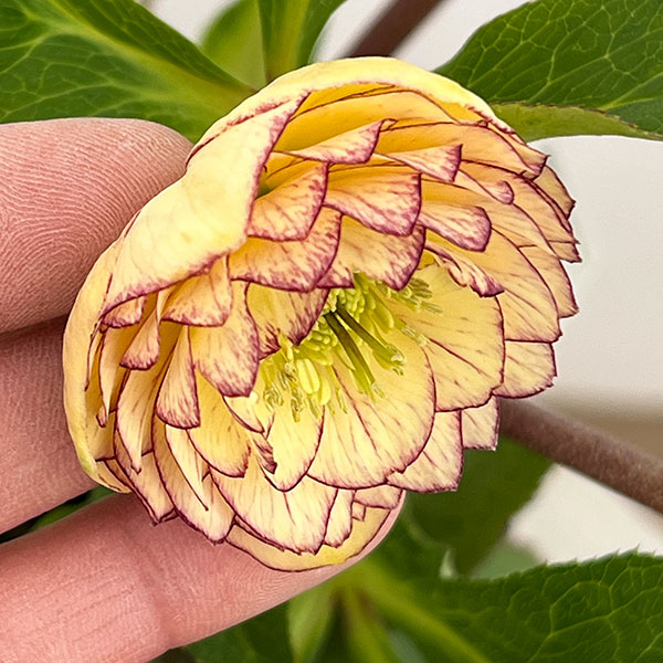 園芸ネット本店｜若泉ファームさんのクリスマスローズ：26-56ダブル