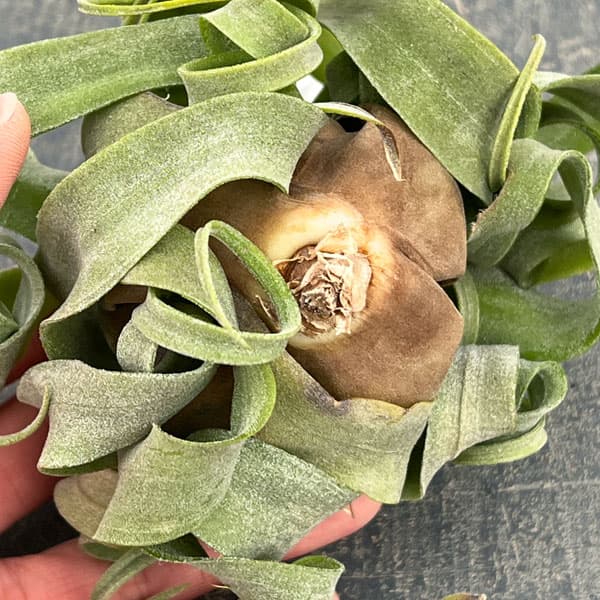 園芸ネット本店｜チランジア：ストレプトフィラ 直径約12cm の通販【公式】