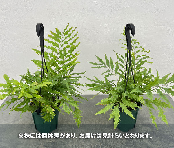 園芸ネット本店｜ドリナリア：リキドラホワイティ 4.5号吊り鉢 の通販