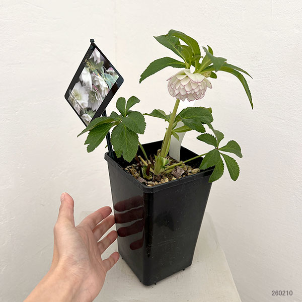 園芸ネット本店｜クリスマスローズ：スウィングダブル26-24／1.5L