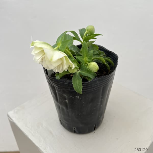 園芸ネット本店｜曽田園芸さんのクリスマスローズ：26-06多弁系ダブル4