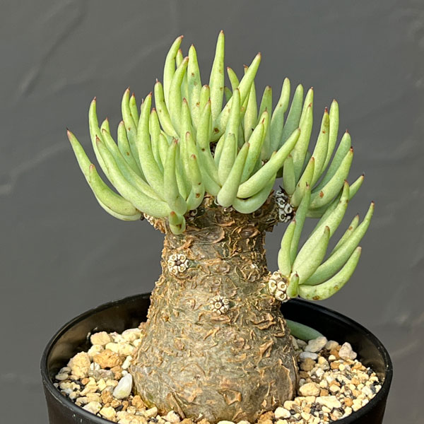 園芸ネット本店｜[ザ・ファームセレクト]チレコドン：ペアルソニー 3号