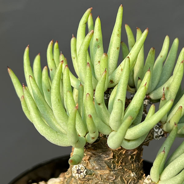 園芸ネット本店｜[ザ・ファームセレクト]チレコドン：ペアルソニー 3号