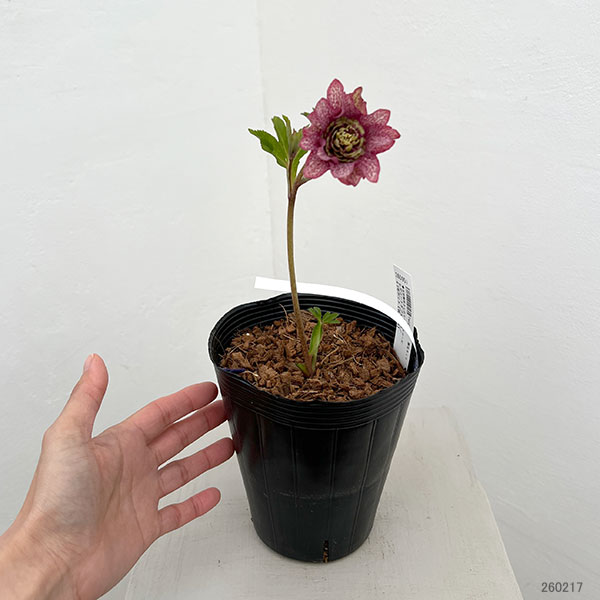 園芸ネット本店｜吉田園芸さんのクリスマスローズ：ヒデコートダブル26