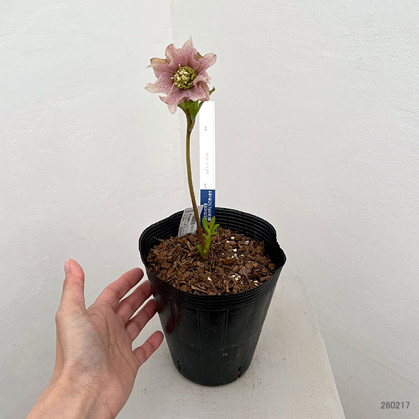 園芸ネット本店｜吉田園芸さんのクリスマスローズ：ヒデコートダブル26