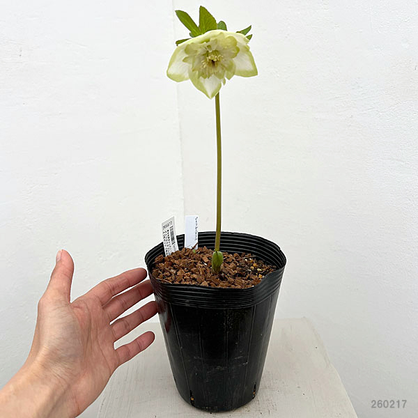 園芸ネット本店｜吉田園芸さんのクリスマスローズ：ピエラセミダブル26