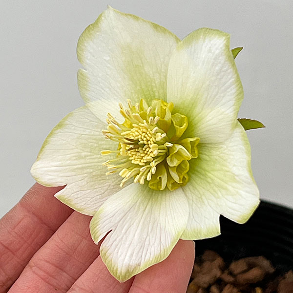 園芸ネット本店｜吉田園芸さんのクリスマスローズ：ピエラセミダブル26