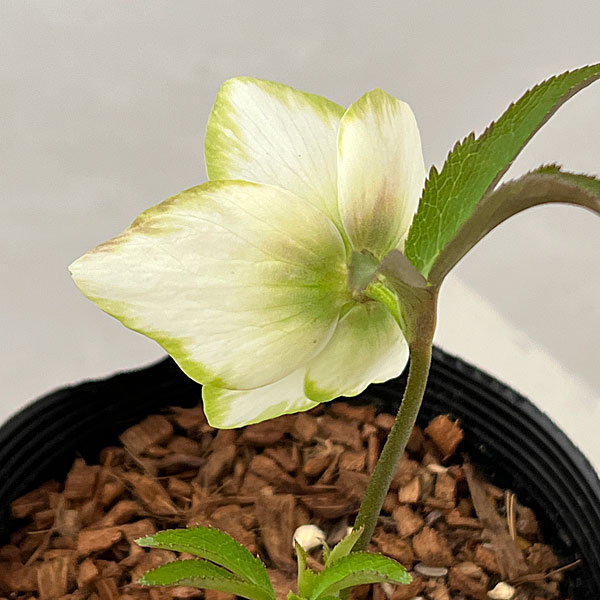 園芸ネット本店｜吉田園芸さんのクリスマスローズ：ピエラセミダブル26