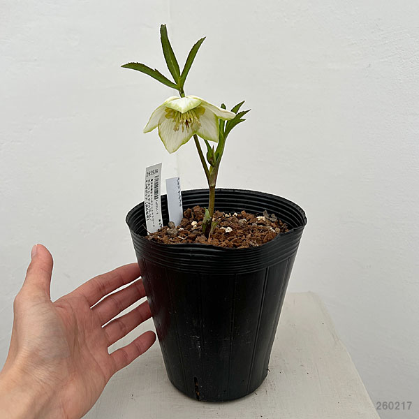 園芸ネット本店｜吉田園芸さんのクリスマスローズ：ピエラセミダブル26