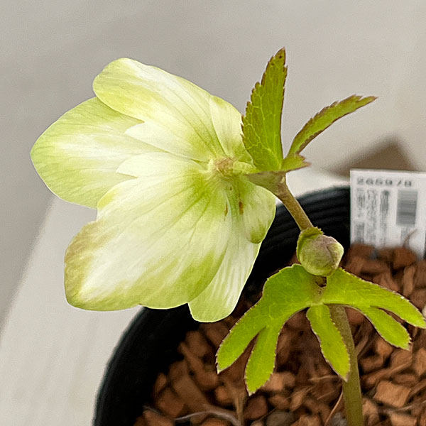 園芸ネット本店｜吉田園芸さんのクリスマスローズ：ピエラセミダブル26