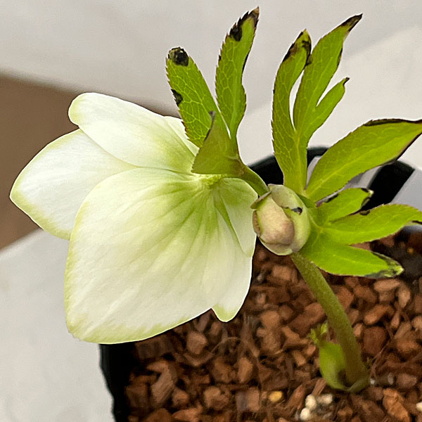 園芸ネット本店｜吉田園芸さんのクリスマスローズ：ピエラセミダブル26