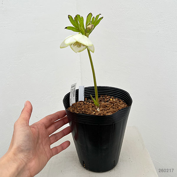 園芸ネット本店｜吉田園芸さんのクリスマスローズ：ピエラセミダブル26