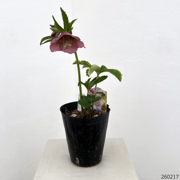 園芸ネット本店｜吉田園芸さんのクリスマスローズ：多弁交配セミダブル