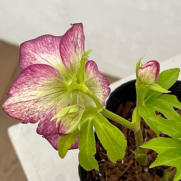 園芸ネット本店｜吉田園芸さんのクリスマスローズ：多弁交配セミダブル