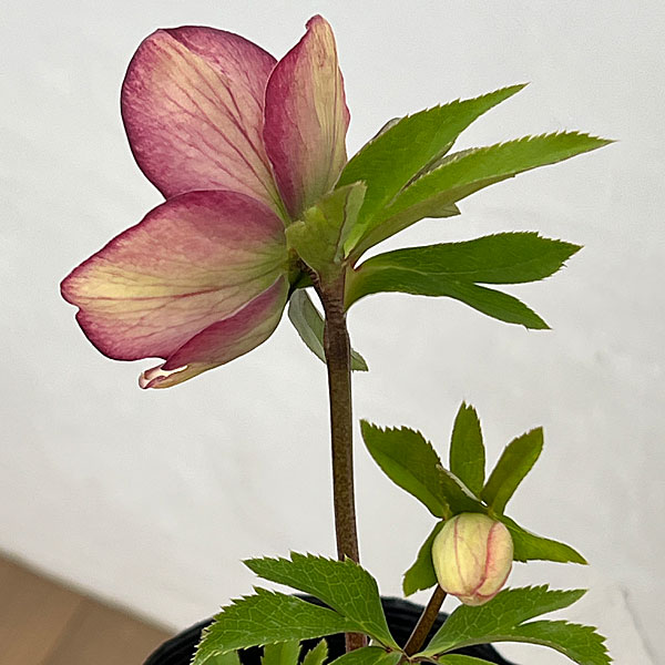 園芸ネット本店｜吉田園芸さんのクリスマスローズ：多弁交配セミダブル