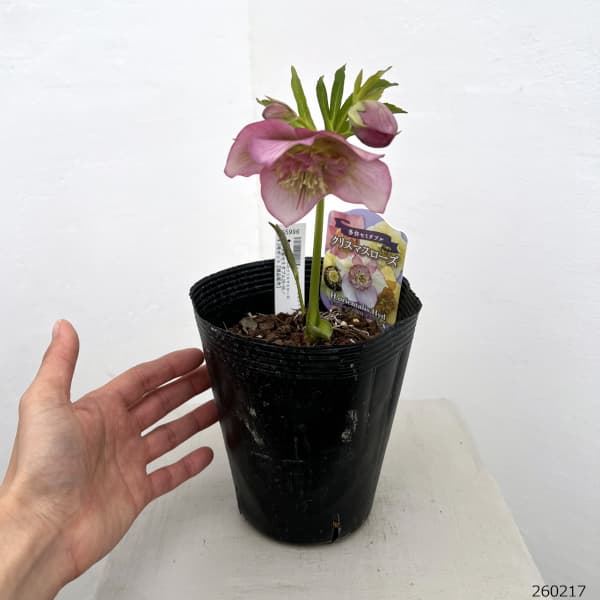 園芸ネット本店｜吉田園芸さんのクリスマスローズ：多弁交配セミダブル