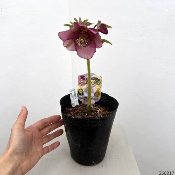 園芸ネット本店｜吉田園芸さんのクリスマスローズ：多弁交配セミダブル