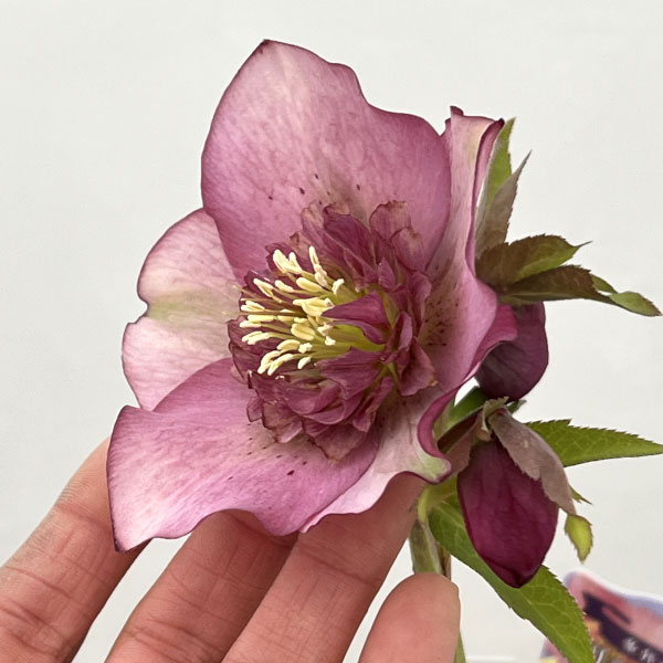 園芸ネット本店｜吉田園芸さんのクリスマスローズ：多弁交配セミダブル