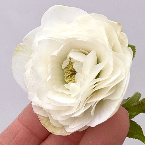 園芸ネット本店｜吉田園芸さんのクリスマスローズ：超多弁交配26-01