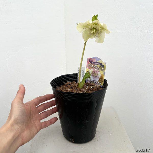 園芸ネット本店｜吉田園芸さんのクリスマスローズ：多弁交配セミダブル