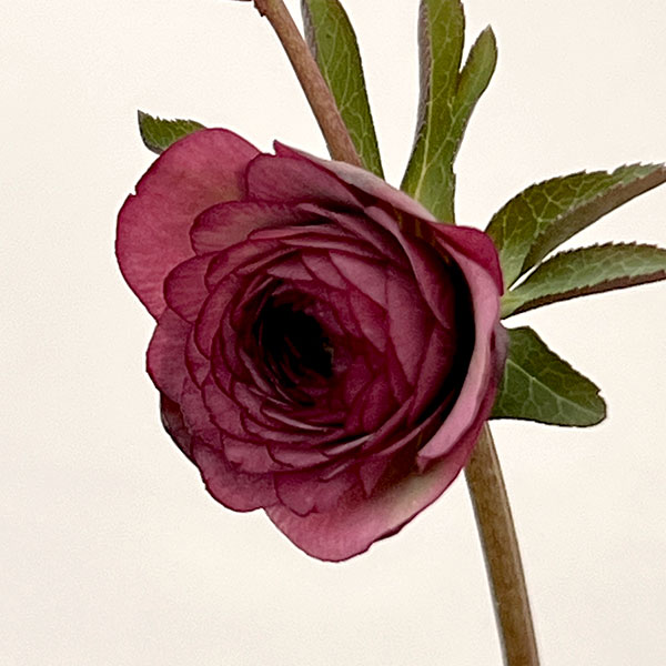 園芸ネット本店｜吉田園芸さんのクリスマスローズ：超多弁交配26-02