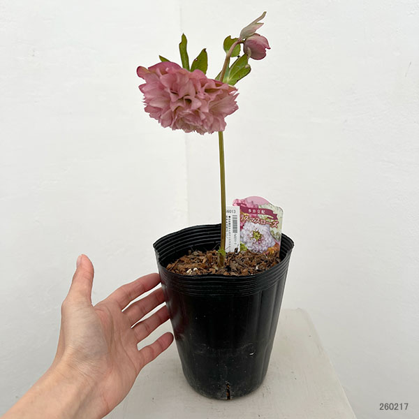 園芸ネット本店｜吉田園芸さんのクリスマスローズ：超多弁交配26-11