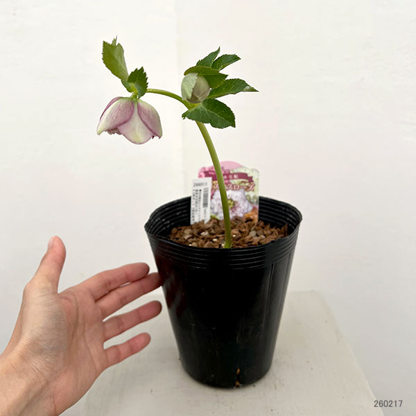 園芸ネット本店｜吉田園芸さんのクリスマスローズ：超多弁交配26-09