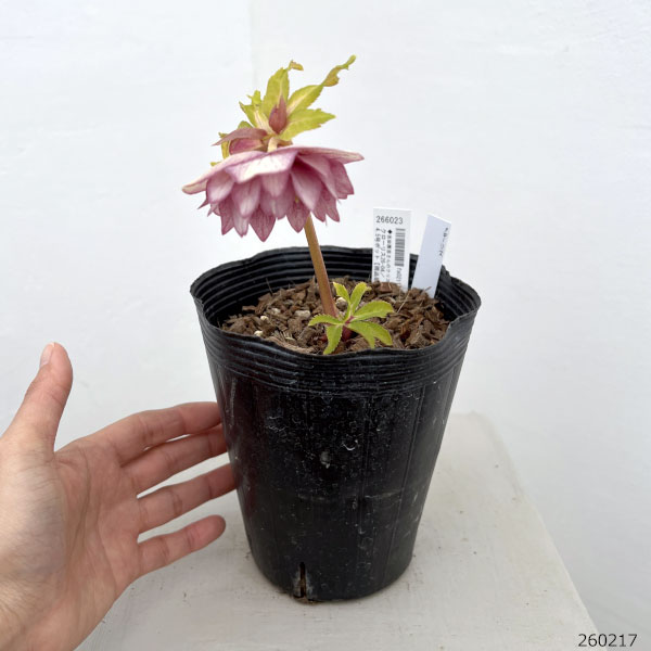 園芸ネット本店｜吉田園芸さんのクリスマスローズ：クローリス26-04