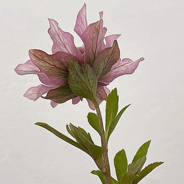 園芸ネット本店｜吉田園芸さんのクリスマスローズ：ヒデコート