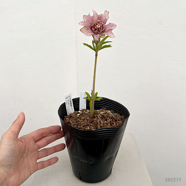 園芸ネット本店｜吉田園芸さんのクリスマスローズ：ヒデコート