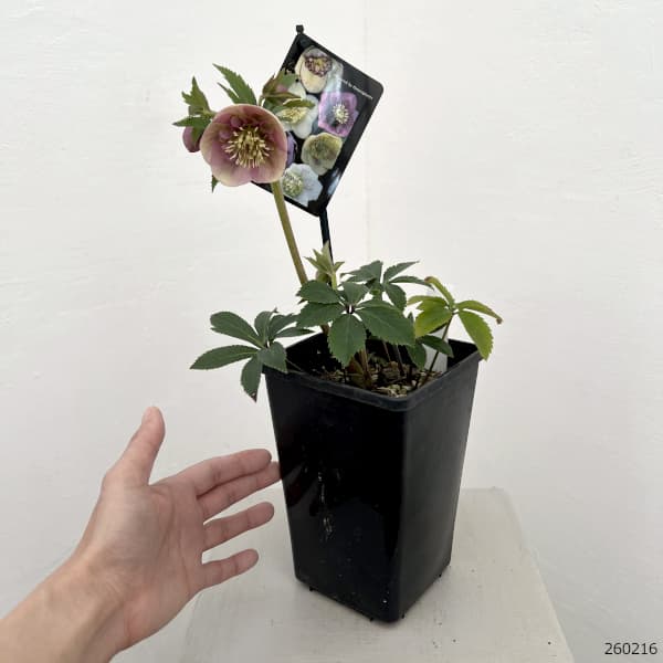 園芸ネット本店｜クリスマスローズ：セレクトセミダブル26-42／1.5L