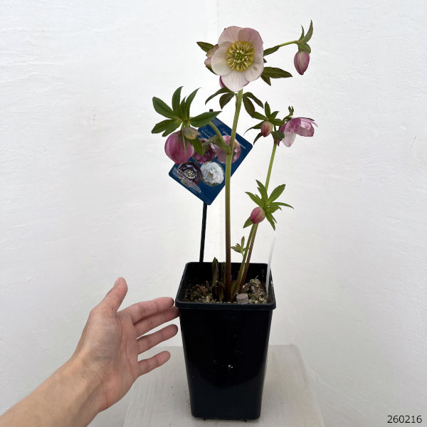 園芸ネット本店｜クリスマスローズ：ベーシックダブル（セミダブル）26