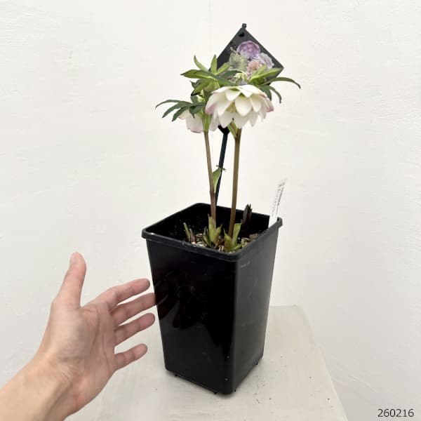 園芸ネット本店｜クリスマスローズ：セレクトダブル26-90／1.5Lポット