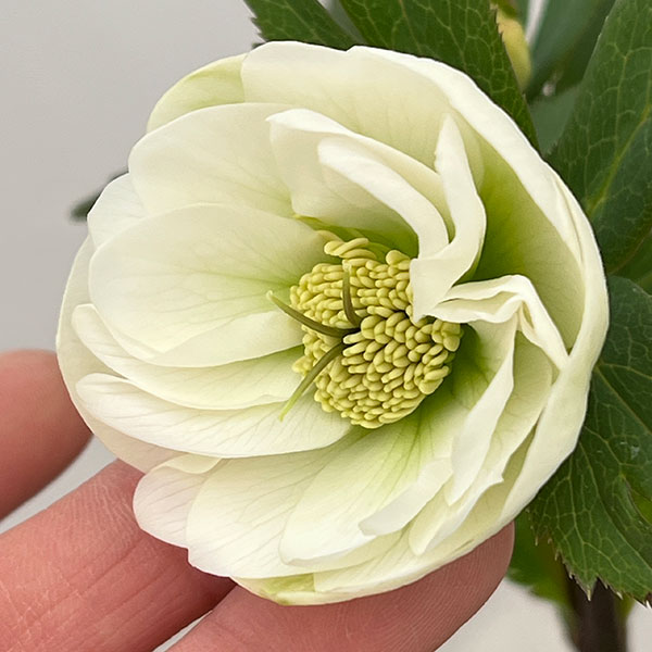 園芸ネット本店｜大和園さんのクリスマスローズ：26-06ダブル／4.5号