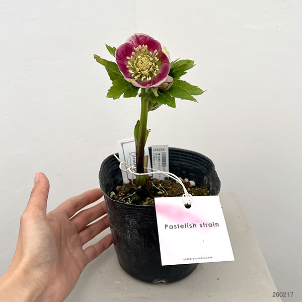 園芸ネット本店｜大和園さんのクリスマスローズ：26-03パステリッシュ