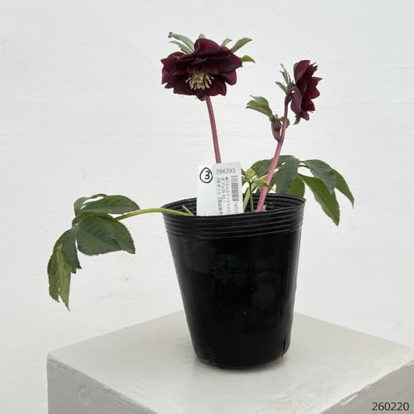 園芸ネット本店｜細川さんのクリスマスローズ：ダブル26-03／4号ポット