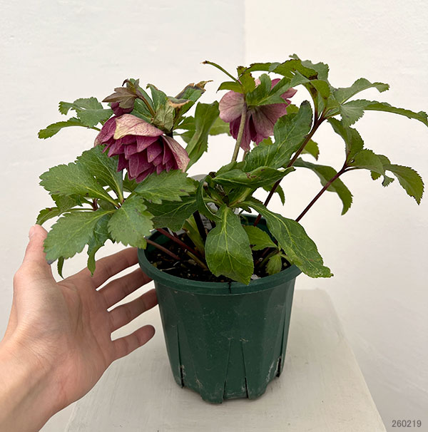 園芸ネット本店｜クリスマスローズ：ベルギー育種 ダブルレッド