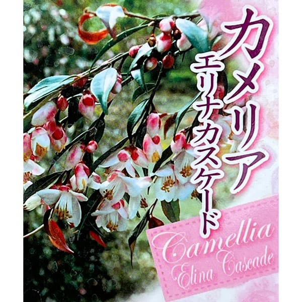 園芸ネット本店｜カメリア：エリナカスケード7号鉢植え の通販【公式】