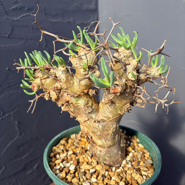 園芸ネット本店｜チレコドン：レティキュラーツス(万物想)5号鉢植え25