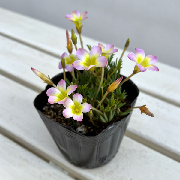 園芸ネット本店｜オキザリス：くみこ 3.5号ポット[10月～3月頃開花 淡