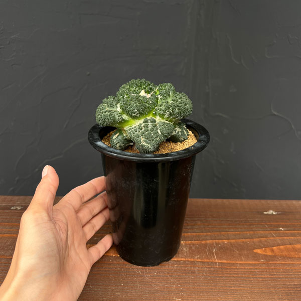 園芸ネット本店｜アリオカルプス：亀甲牡丹 ゴジラ（竜神接ぎ降し） 4