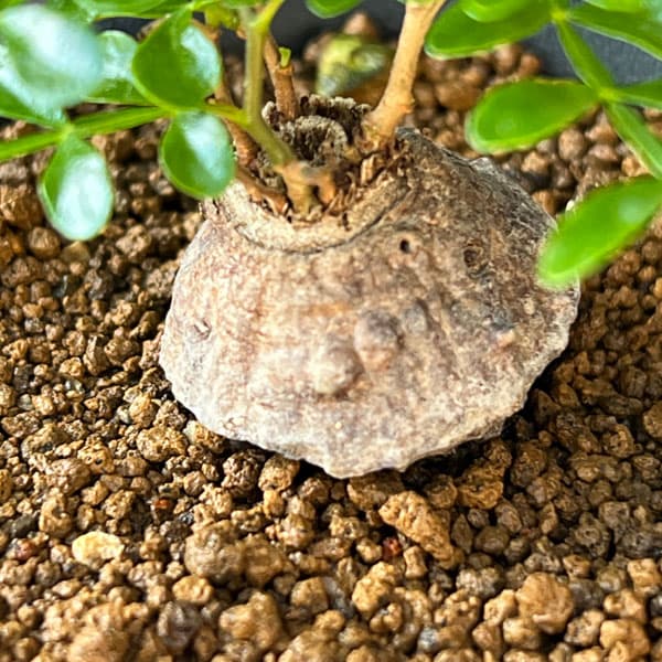 園芸ネット本店｜オペルクリカリア：パキプス（根挿し） 3号鉢植え の