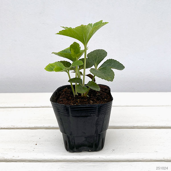 園芸ネット本店｜杉光園芸（杉山交配）さんのクリスマスローズ：ダブル