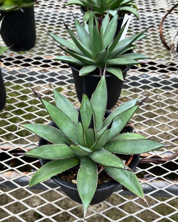 園芸ネット本店｜アガベ：マクロアカンサ×ポタトラム 4号鉢植え の通販